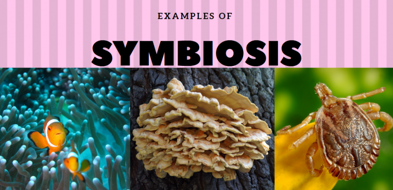 Mutualism, Commensalism, Parasitism: Types Of Symbiosis With Examples ...