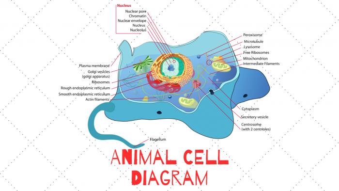 Featured image of post Animal Cells Labeled / The animal cell and plant cell diagrams are easily colorable.