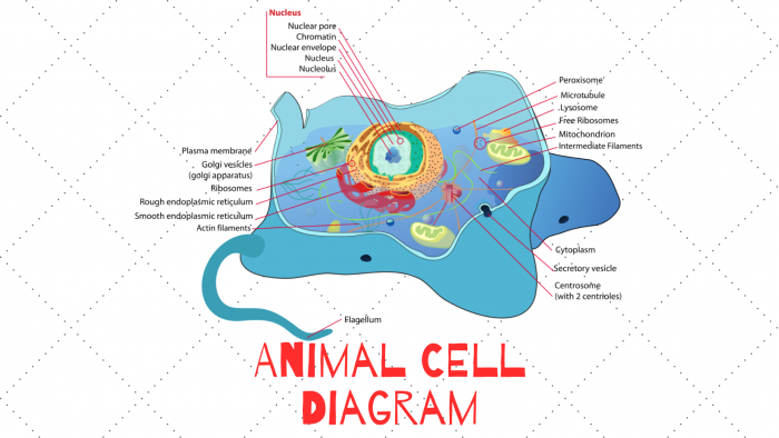 Animal Cell Diagram Science Trends