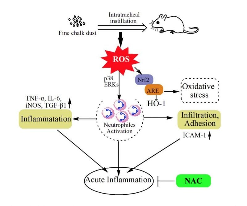 Investigating The Adverse Effects Of Chalk Dust Inhalation Science Trends