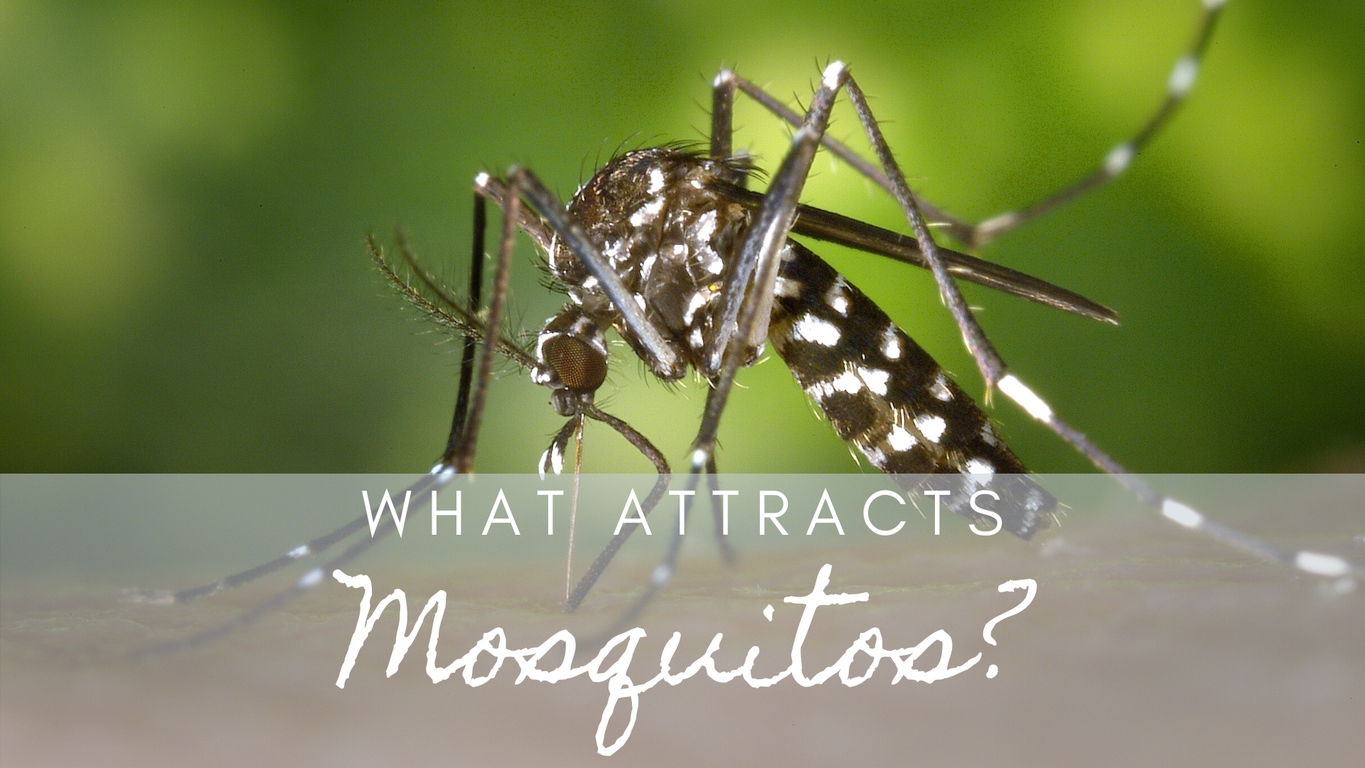 do-you-live-in-an-area-that-has-a-bunch-of-mosquitos-here-are-14