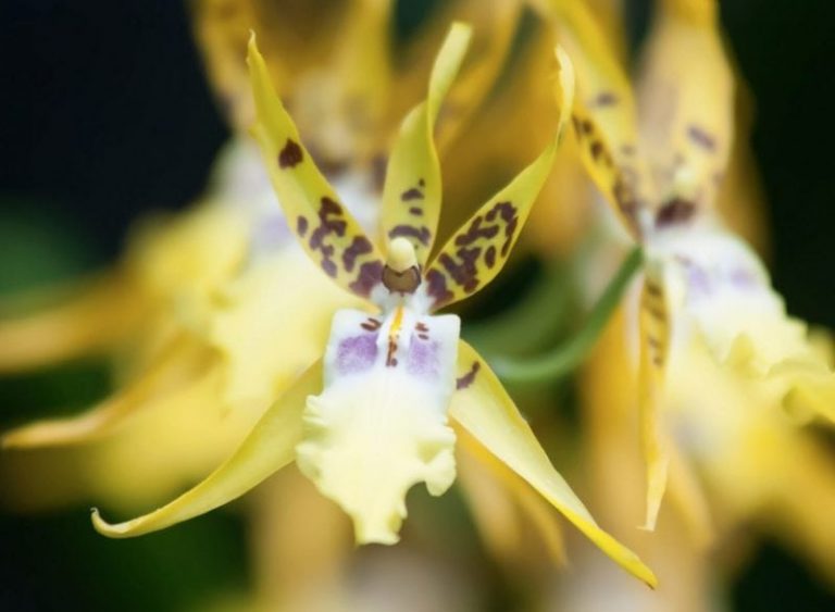 Weevils Deliberately Pollinate Orchids To Have Their Brood Fed By The
