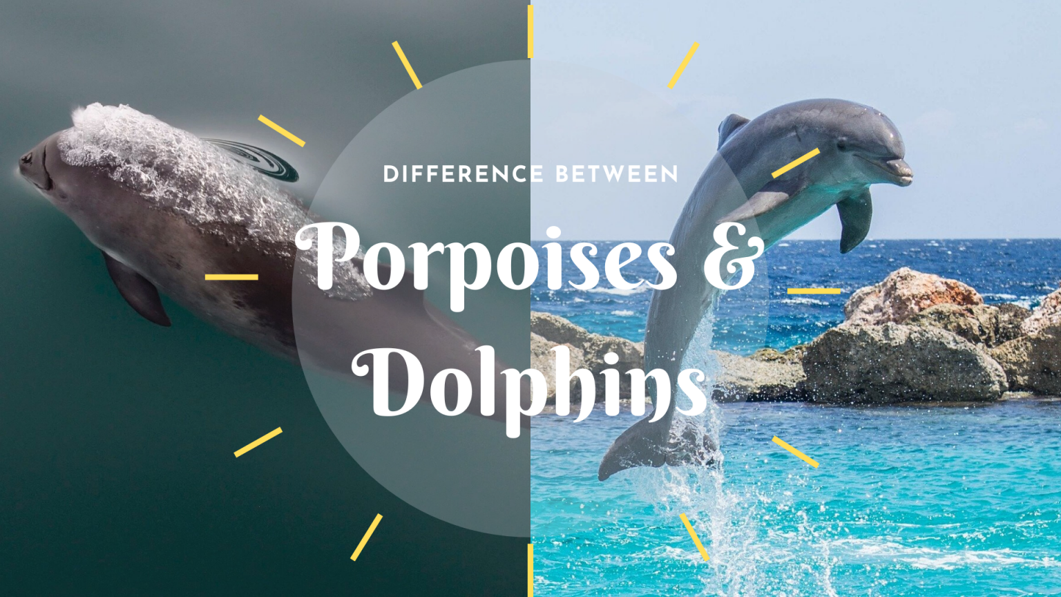 Porpoise Vs Dolphin: The Difference - Science Trends