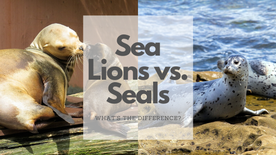 Sea Lion Vs Seal Here S The Difference Science Trends