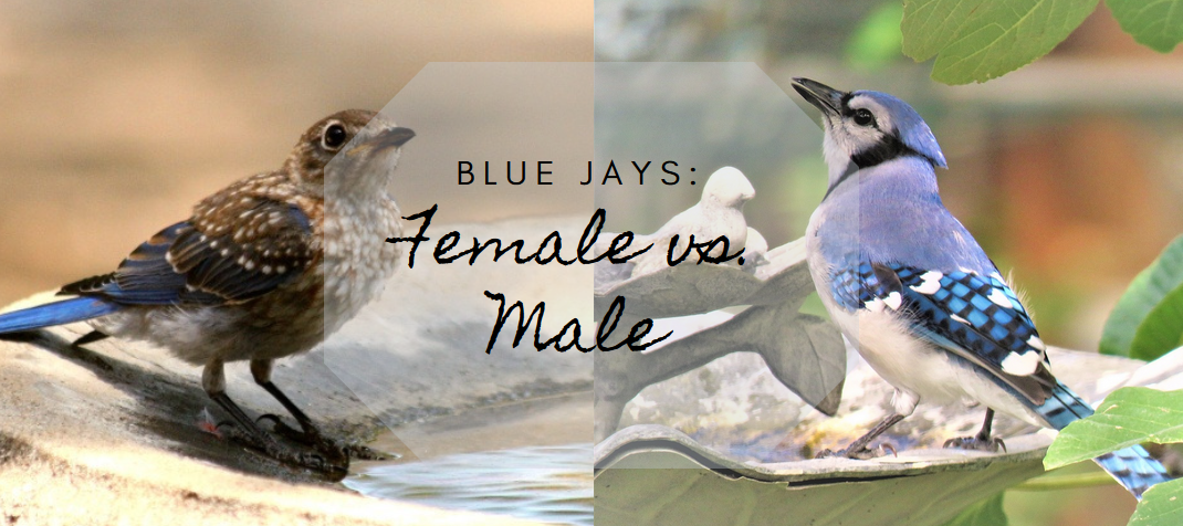 Female Blue Jay