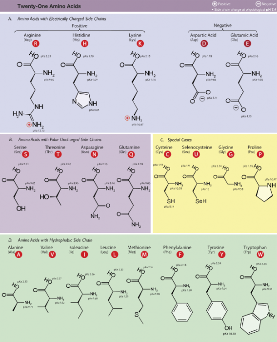 Amino Acid Nucleotide Chart