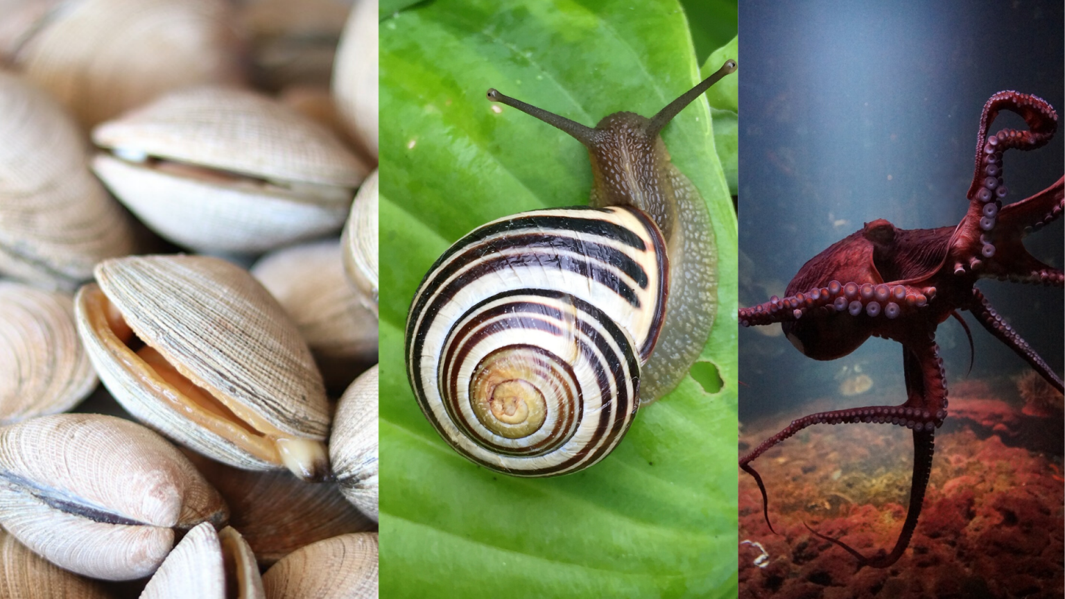 Phylum Mollusca (Mollusks): With Examples - Science Trends