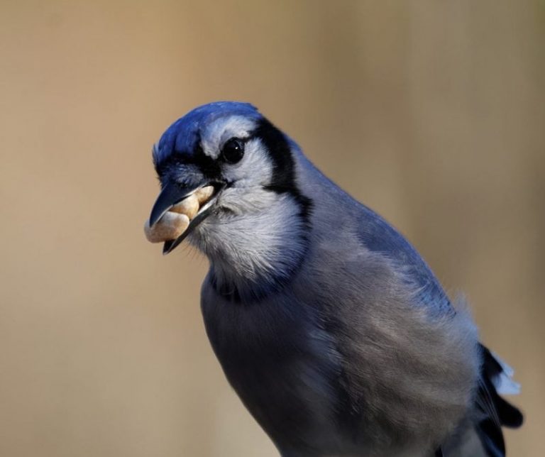 How To Distinguish A Female Blue Jay Bird From A Male Science Trends