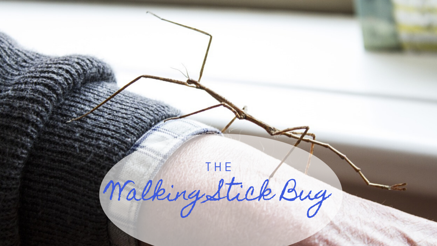 The Walking Stick Bug | Science Trends