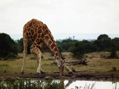 How Long Do Giraffes Live In Captivity And In The Wild? - Science Trends