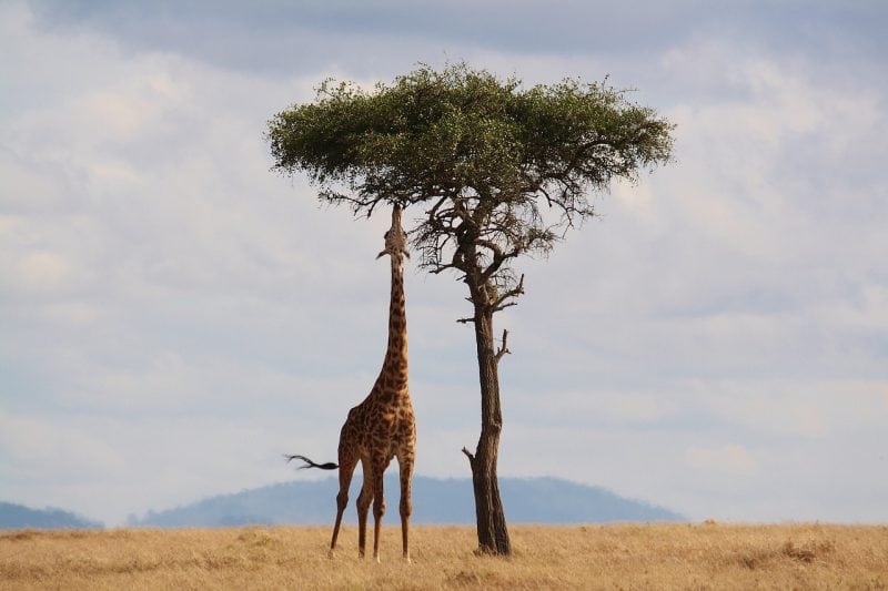 How Long Do Giraffes Live In Captivity And In The Wild? - Science Trends