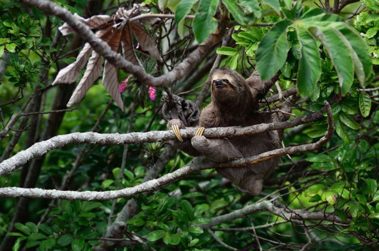 aldi massive sloth