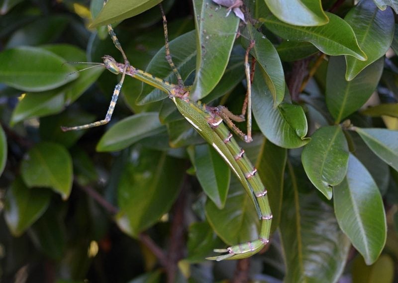The Walking Stick Bug Science Trends