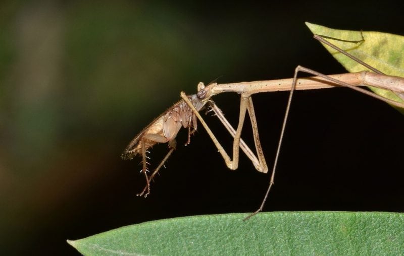 the-walking-stick-bug-science-trends