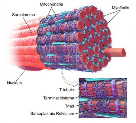 Mimicking The Nano-Architecture Of Muscle For Impact Protection ...