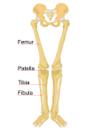 Labeled Human Skeleton - Science Trends