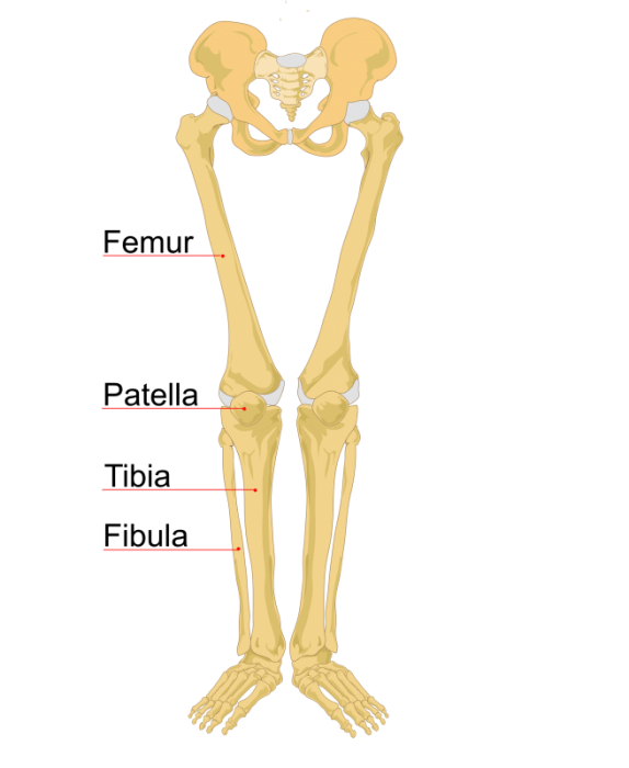 Labeled Human Skeleton - Science Trends