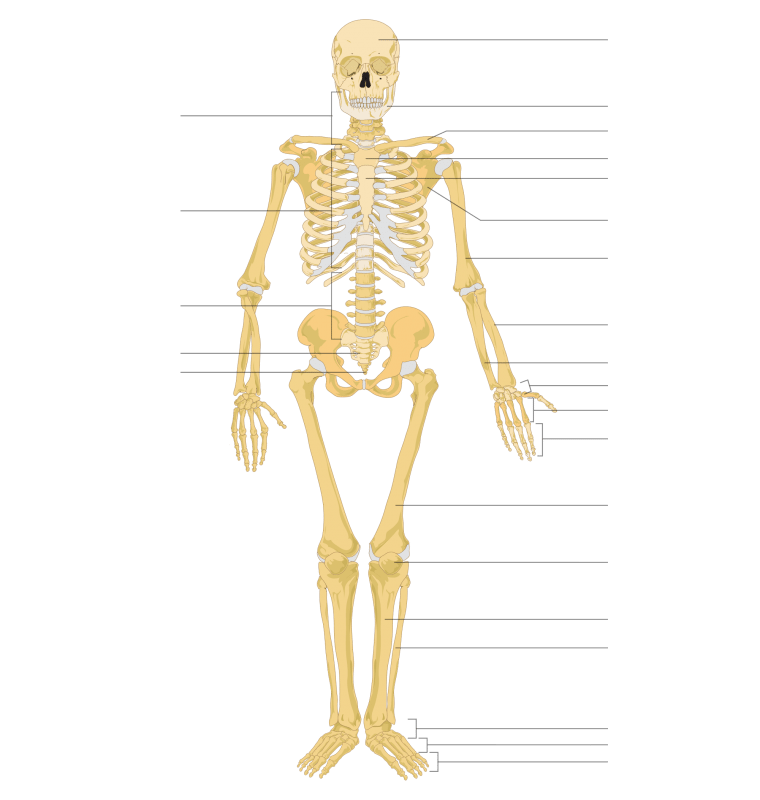 Labeled Human Skeleton | Science Trends