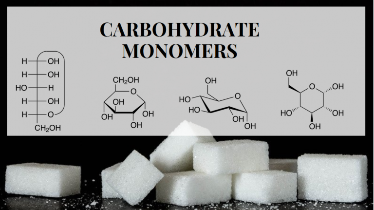 Monomers of Carbohydrates - Glucose