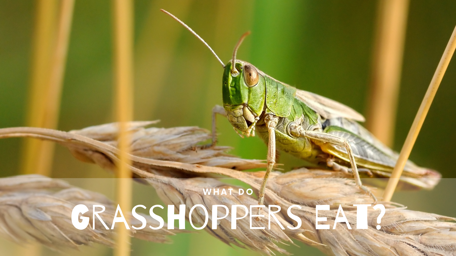 what do grasshoppers eat