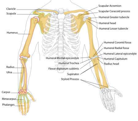 Labeled Human Skeleton - Science Trends