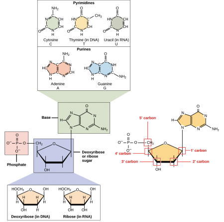 The Elements Of Nucleic Acids - Science Trends