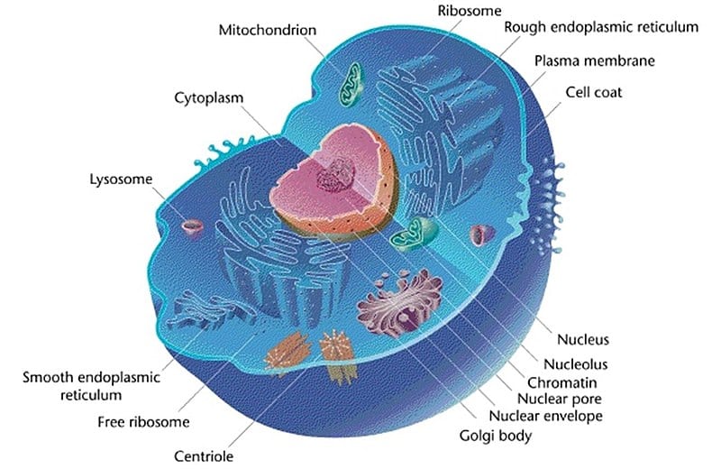 3D Animal Cell Project (Model) | Science Trends