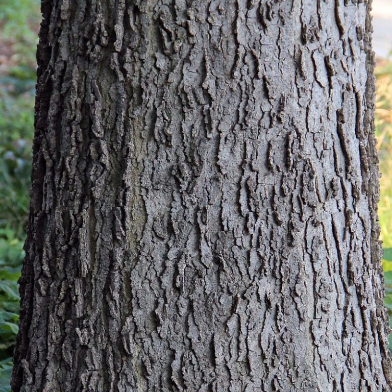 What Is A Hackberry Tree? Science Trends