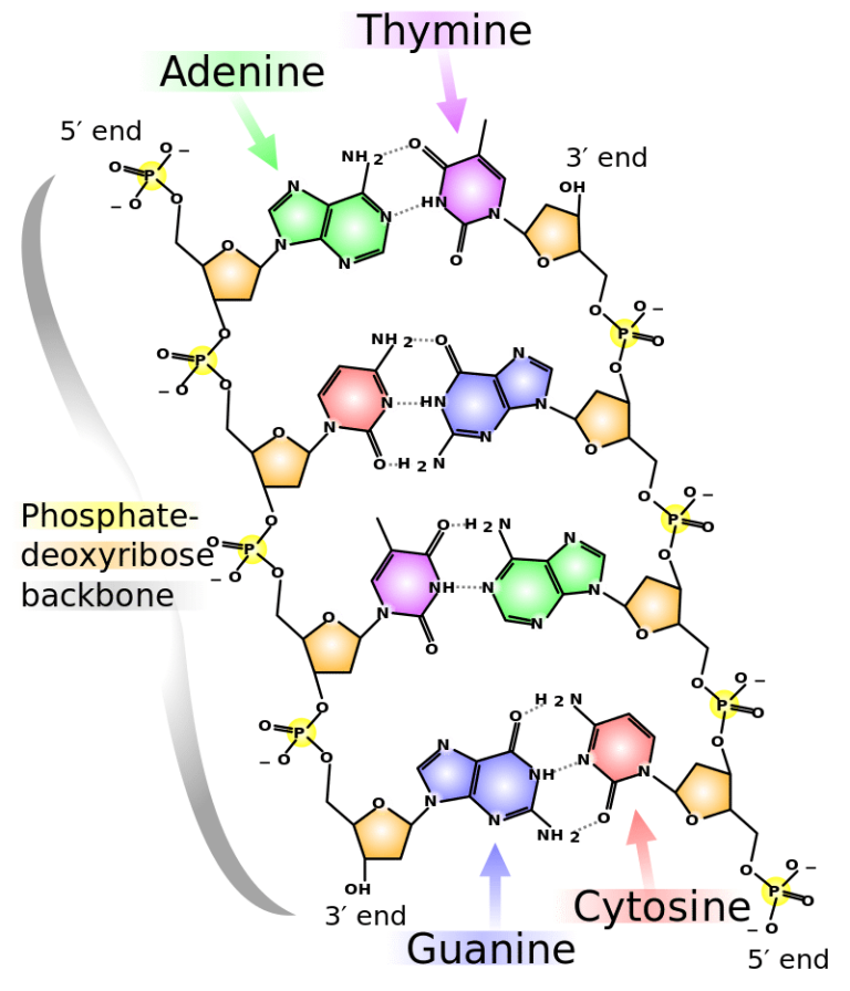 The Elements Of Nucleic Acids Science Trends