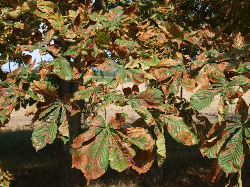 Can We Use Entomopathogenic Fungi As Endophytes For Biological Control Of The HorseChestnut