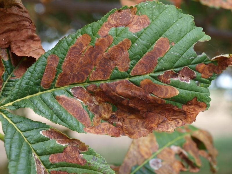 Can We Use Entomopathogenic Fungi As Endophytes For Biological Control Of The HorseChestnut