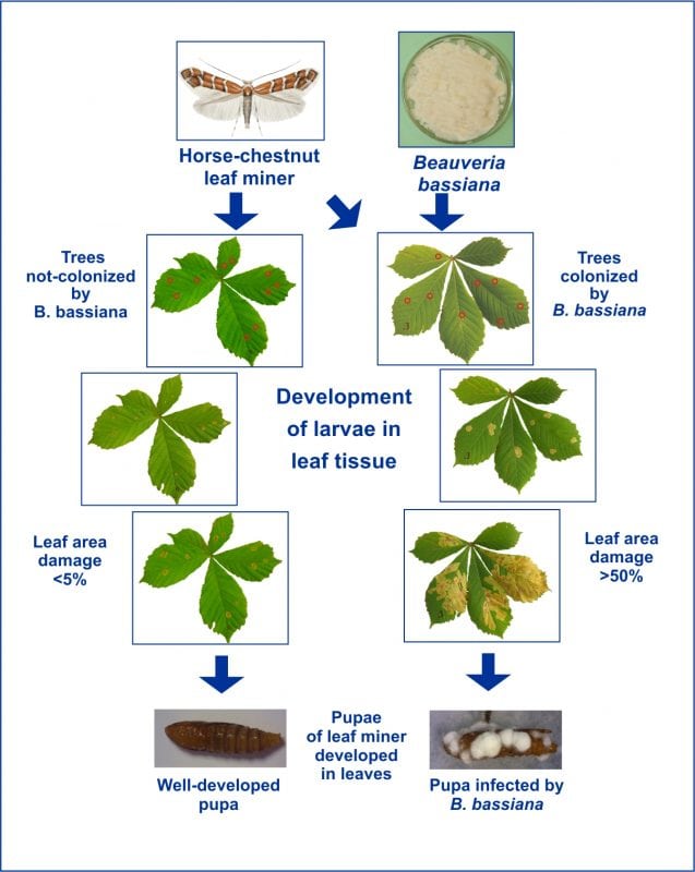 Can We Use Entomopathogenic Fungi As Endophytes For Biological Control Of The HorseChestnut
