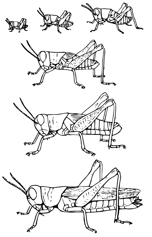 What Do Grasshoppers Eat? - Science Trends