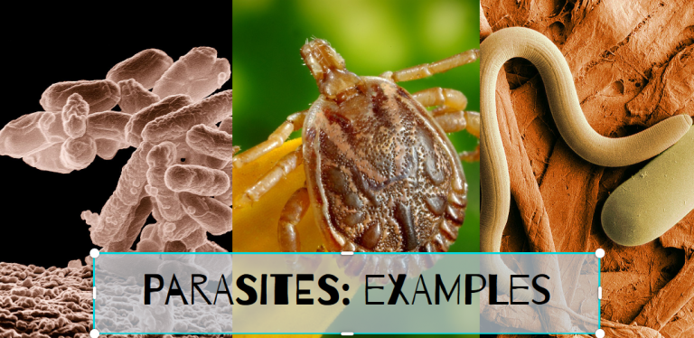 Examples Of Parasitism - Science Trends