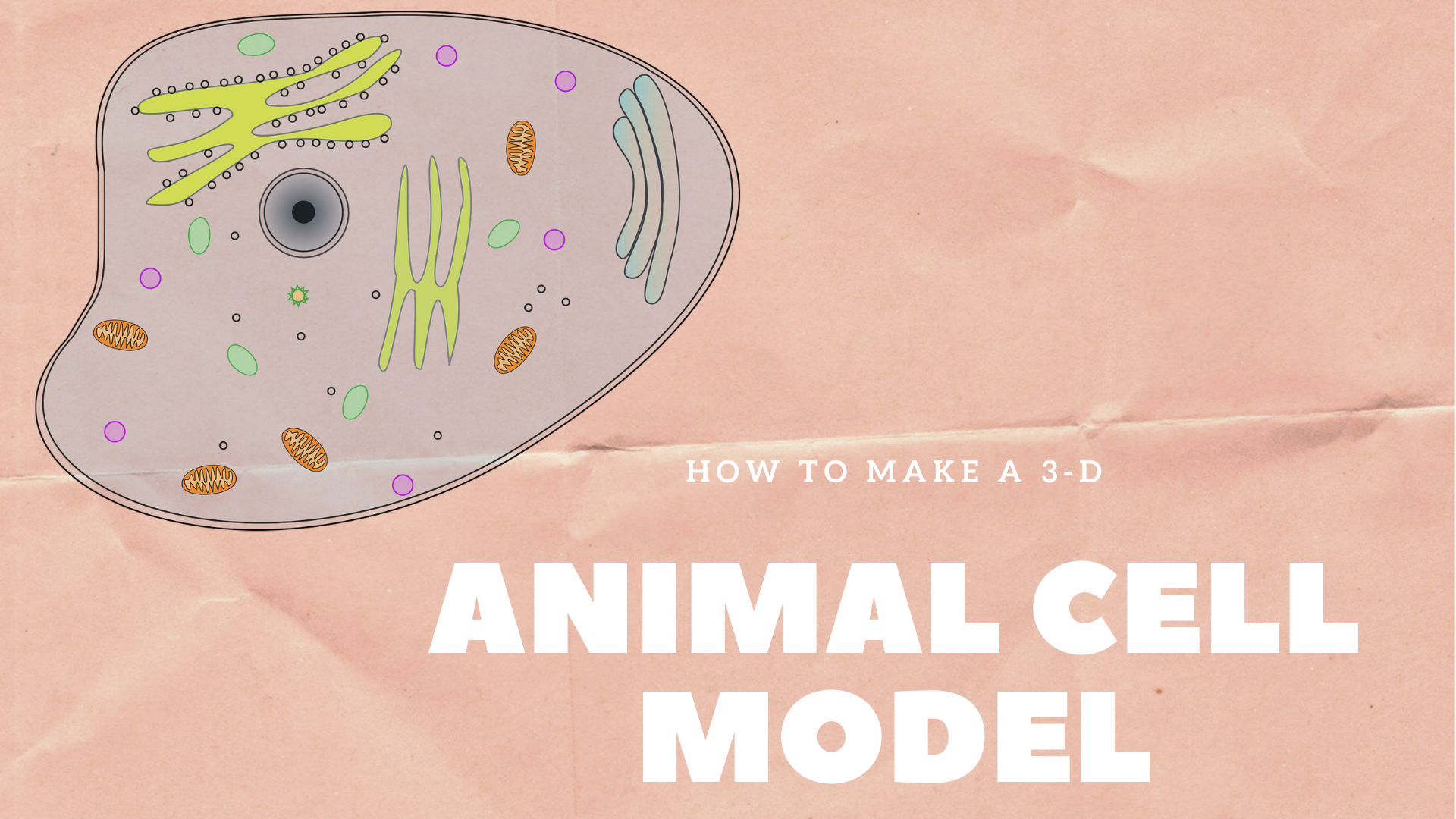 3d animal cell diagram project