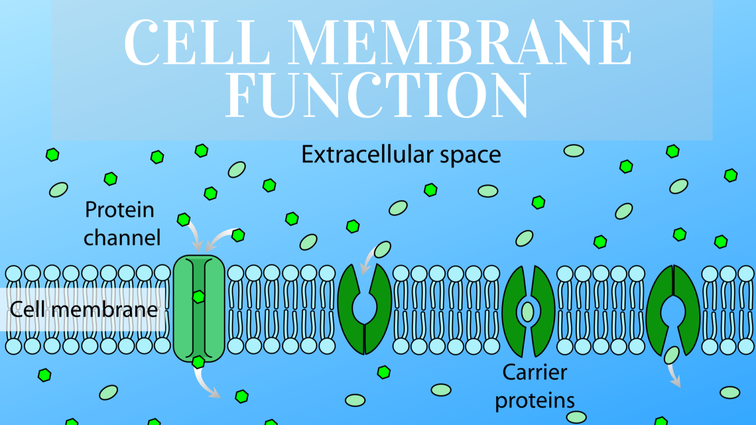 Cell Membrane Function And Definition Science Trends 2364