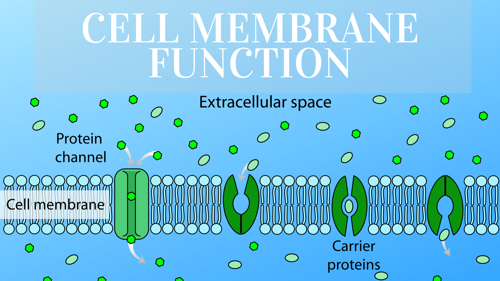 download cell membrane structure