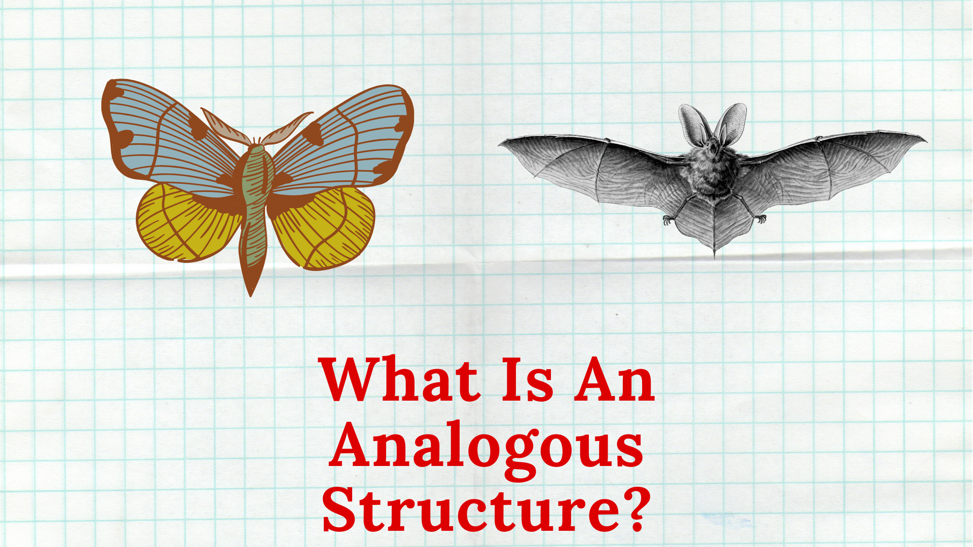 what-is-an-analogous-structure-cloudshareinfo