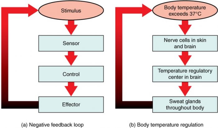 positive-feedback-loop-examples-science-trends