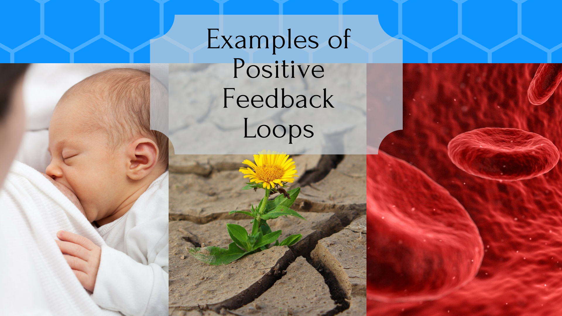 Types Of Feedback Loops In The Body