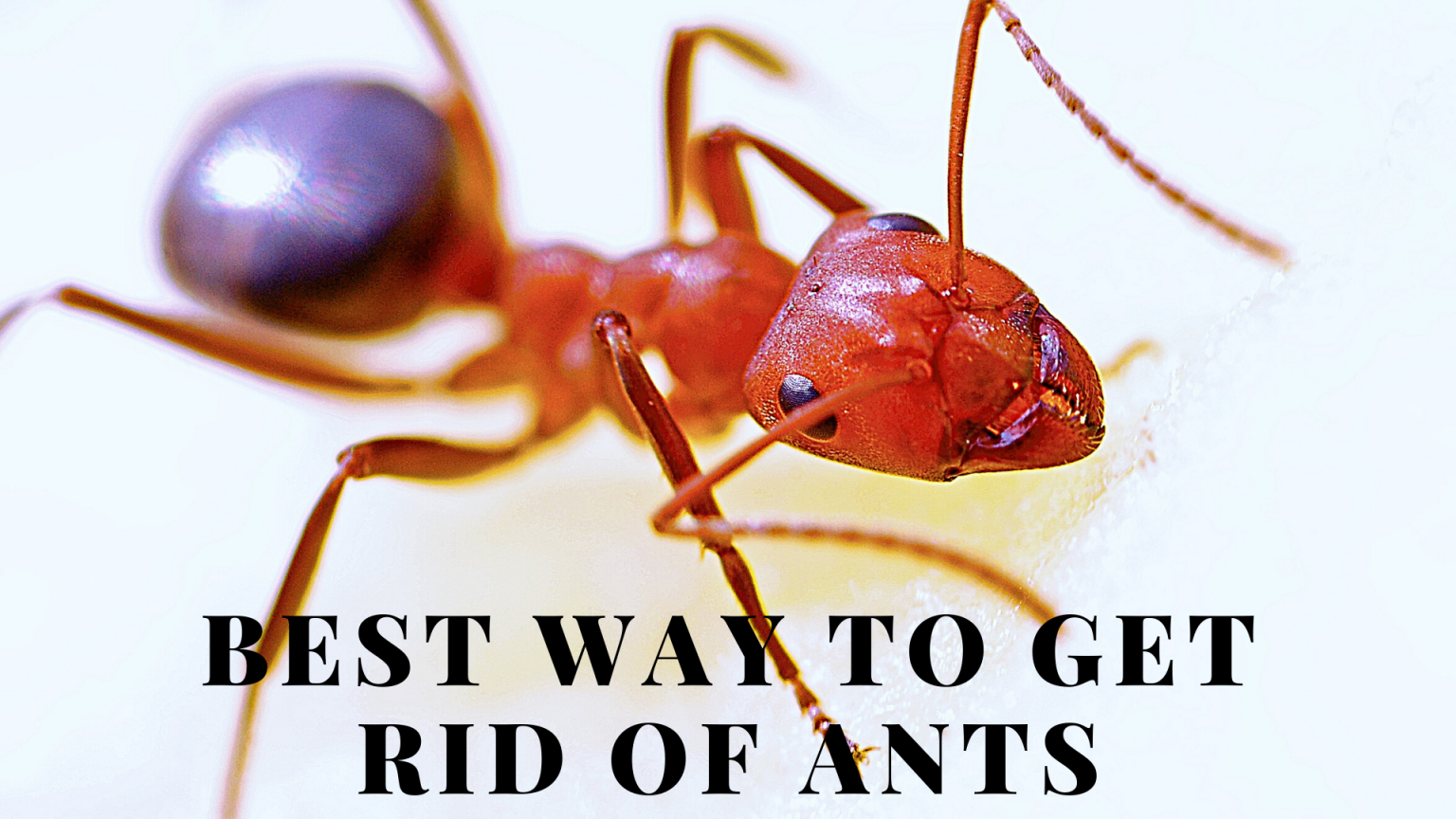 Borax For Ants A Simple And Effective Ant Killer Science Trends