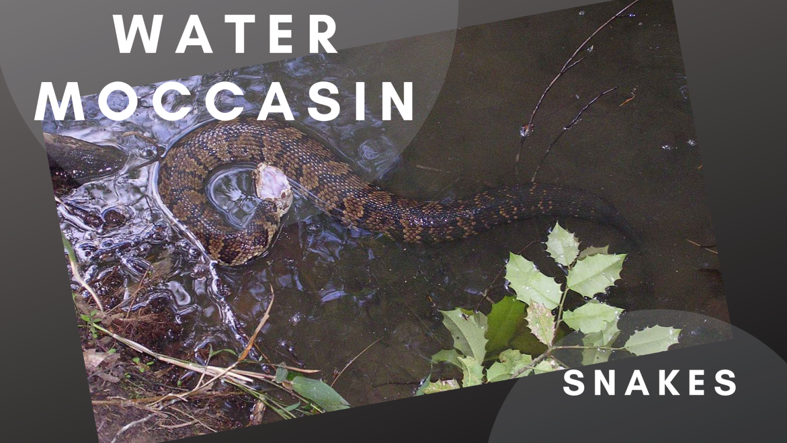 Water Moccasin (Cottonmouth) Snakes Facts And Photos Science Trends