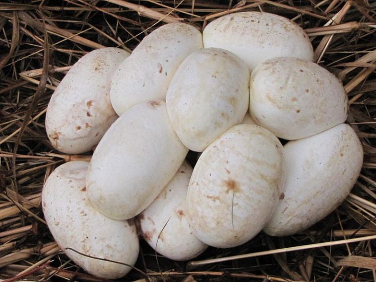 Snake Eggs How To Identify With Pictures Science Trends