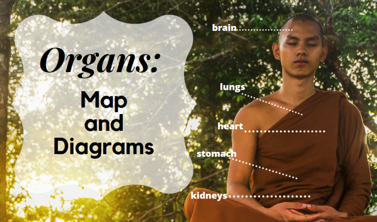 Body Organs: Maps And Diagrams Biology Diagrams