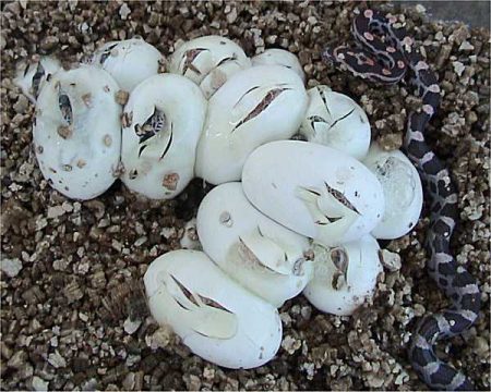 Snake Eggs: How To Identify With Pictures - Science Trends