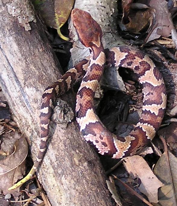 Water Moccasin (Cottonmouth) Snakes: Facts And Photos | Science Trends