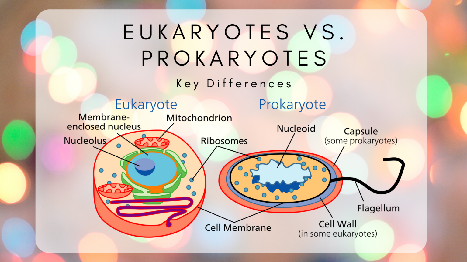 The Difference Between Eukaryotic And Prokaryotic Cells - Science Trends