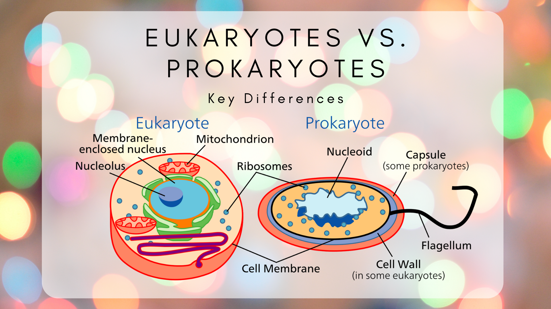 The Difference Between Eukaryotic And Prokaryotic Cells Science Trends