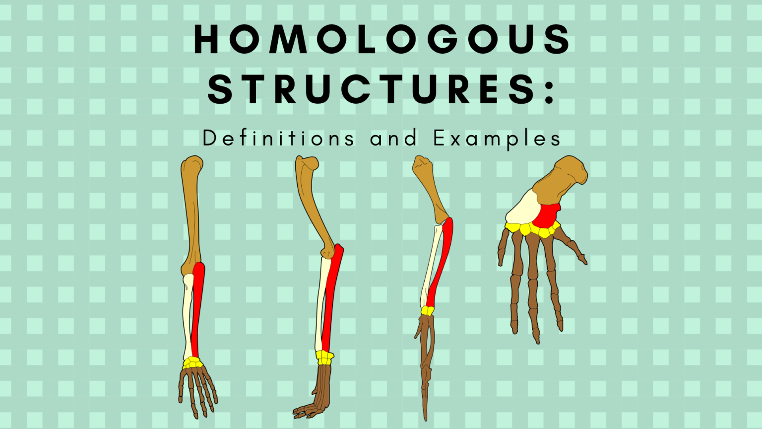 free download homologous structures