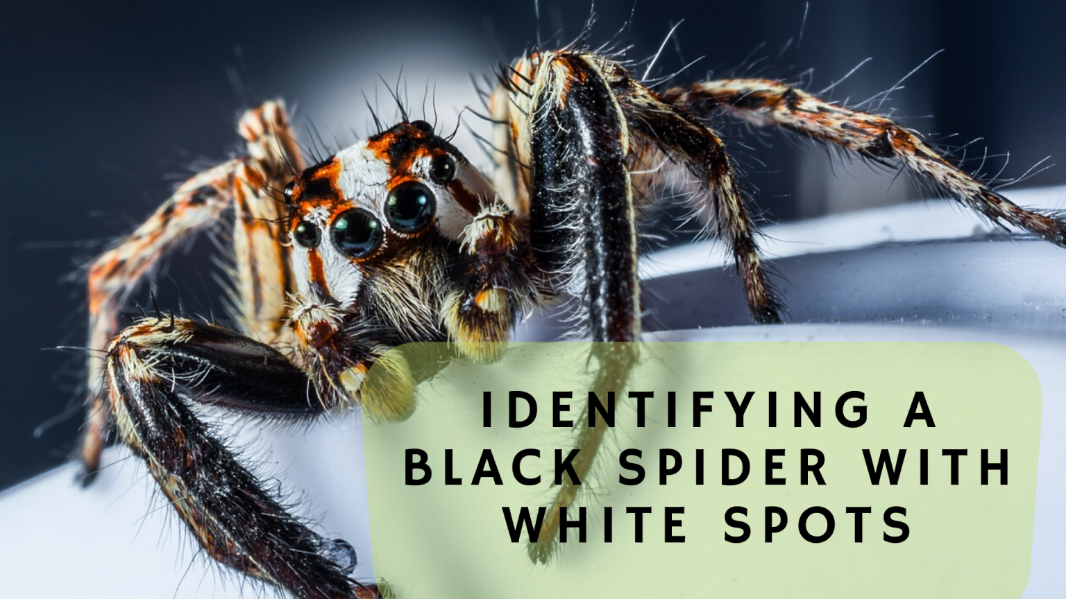 What Is A Black Spider With White Spots On Its Back? Science Trends